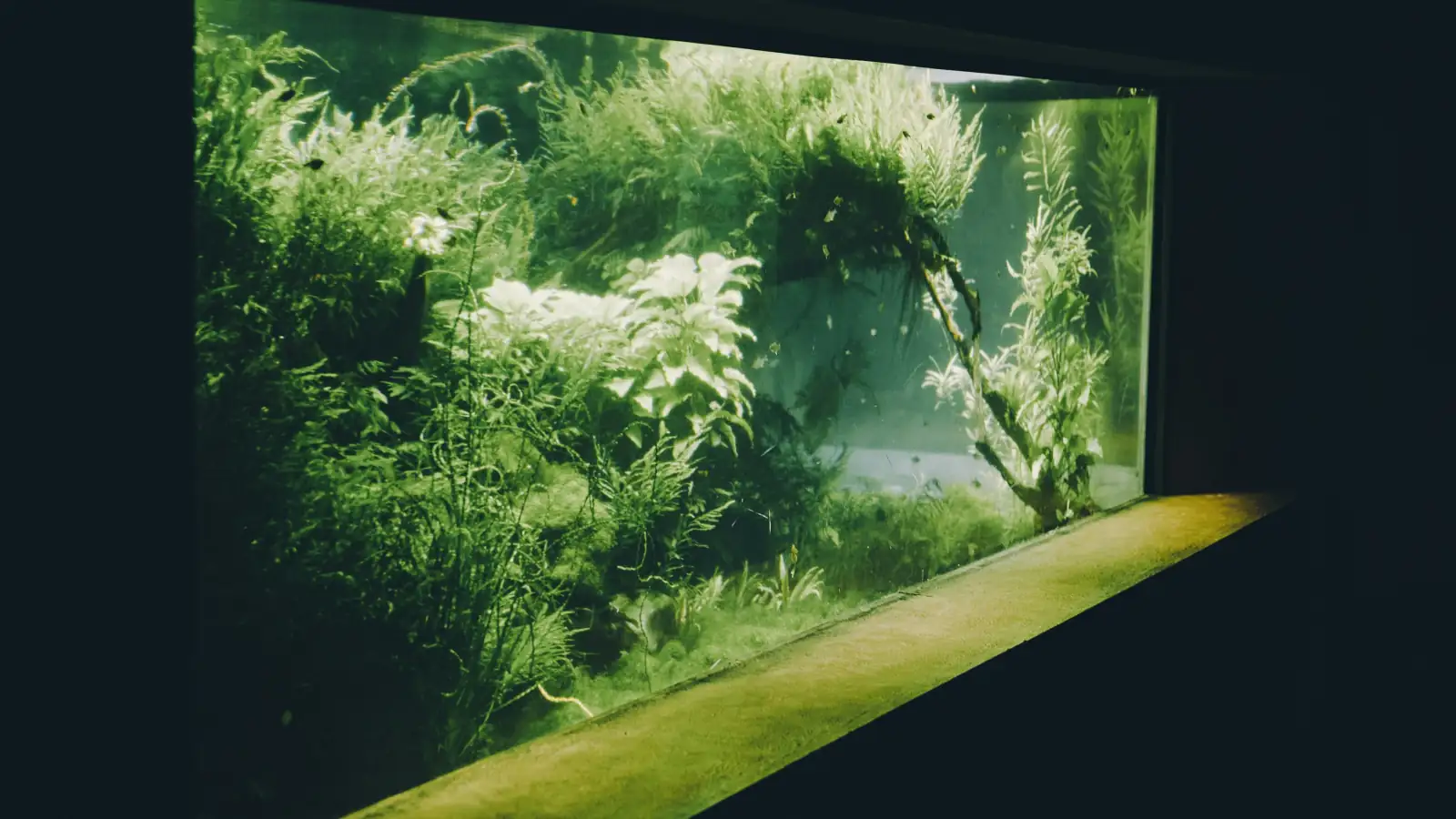 A densely planted freshwater aquarium glowing green in a dark room